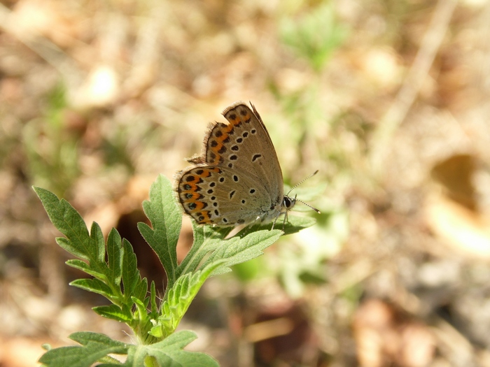 Parco del ticino 4-8-12